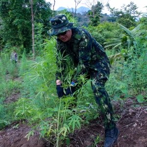 OPERASI PERTAMA DI TAHUN 2025, BNN MUSNAHKAN 12 TON GANJA DI ACEH BESAR — foto 8