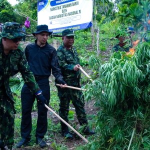 OPERASI PERTAMA DI TAHUN 2025, BNN MUSNAHKAN 12 TON GANJA DI ACEH BESAR — foto 9