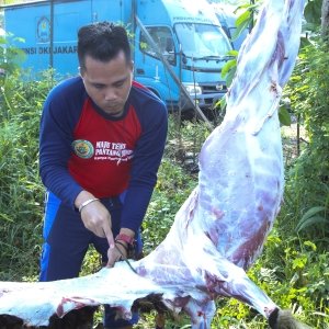 RAYAKAN IDUL ADHA 1446 H, BNN POTONG HEWAN KURBAN — foto 2