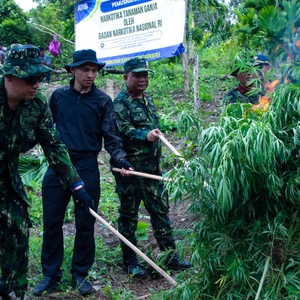 OPERASI PERTAMA DI TAHUN 2025, BNN MUSNAHKAN 12 TON GANJA DI ACEH BESAR — foto 9